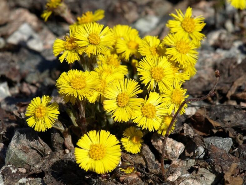 Herbal coltsfoot for treatment of acute prostatitis